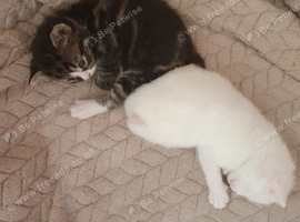 2 kittens for sale