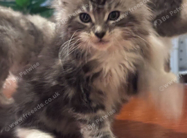 Fantastic Young Maine Coon Male, Active Type