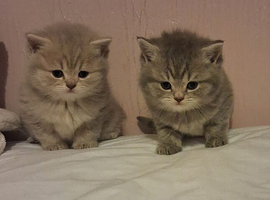 British short hair kittens