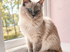 Female Blue Mink Ragdoll