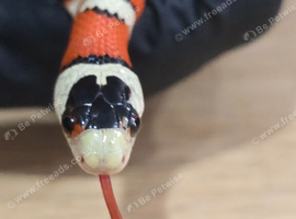 Arizona Mountain Kingsnake Juvenile