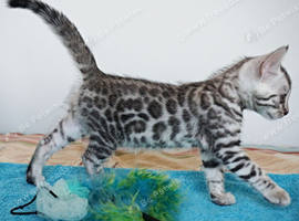 Quality Pedigree Bengal Kittens