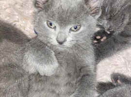 Russian Blue kittens