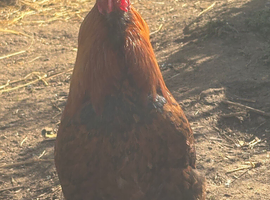 Cockerel &pound;10 to hen loving home