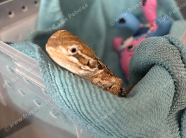 Rankins dragon for sale