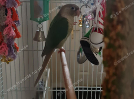 Cinamon conure, rehoming