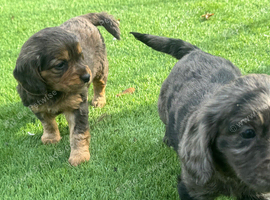 2 female cocker spaniel puppies