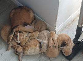 Baby bunnies 4 sale
