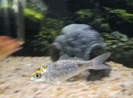 2x mirror carp