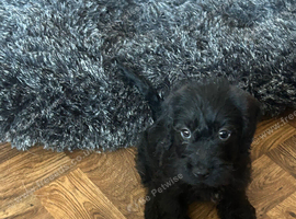 Wired haired Dachshund x female puppy