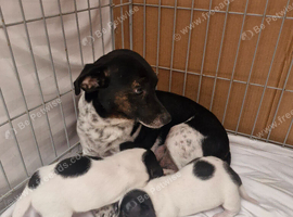 Jack Russell puppies