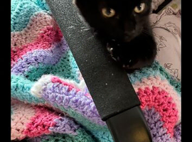 Cat needs a new home