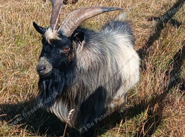 Pygmy Billy Goat