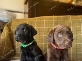 Labrador Retriever