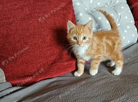 Kitten Male