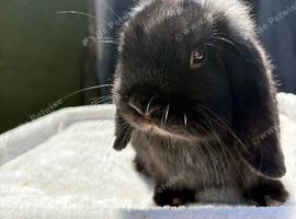 Selection of Dwarf lops ready to hop to their new homes