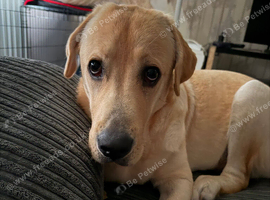 9 month yellow Labrador