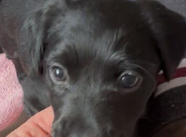 Patterjack puppies