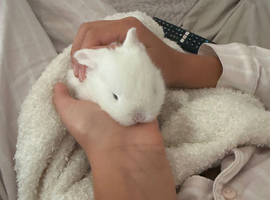 Mini lop