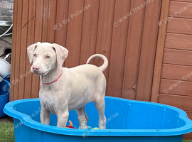 Pink Doberman puppy