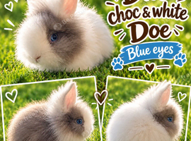 Double Mane Choc & White Lionhead Doe