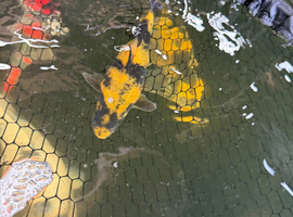 Koi for sale