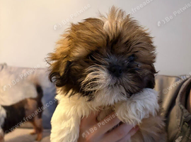 Gorgeous fluffy little Shi Tay boy