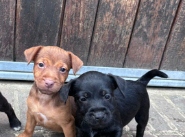 Beautiful Jack Russell terrier&rsquo;s puppies