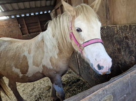 15.2hh mare