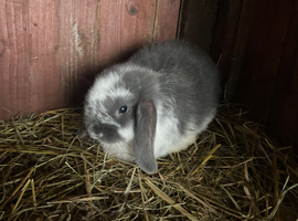 Mini lop ear rabbit
