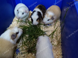 Cute crested boys looking for new home
