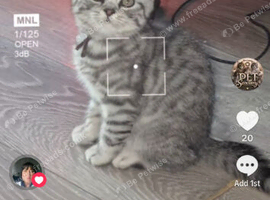 Full British shorthairs READY NOW!