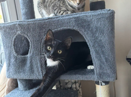 Tuxedo male cat, to good home only