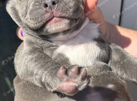 renchyx American bully