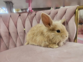 Baby miny lop ready for reserve