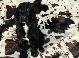 Jersey our black show cocker spaniel is due on 30th October