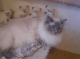 Ragdoll blue point kittens