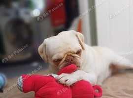 Pug girl looking for the right home