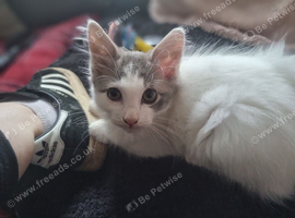 Grey and white kitten