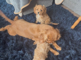 Luxury F1 toy Cavapoo puppies for sale