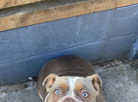 Female old tyme bulldogge