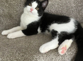 Kitten