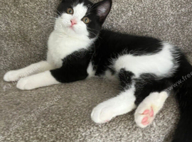 Kitten