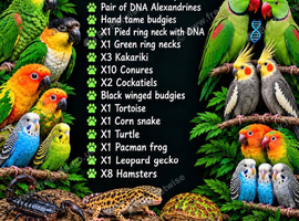 Various parrots and reptiles