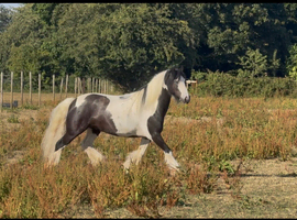 12.1 mini gypsy cob gelding