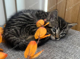Gorgeous Bengal Kitten