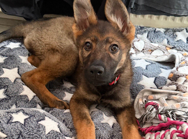 German shepherd for sale