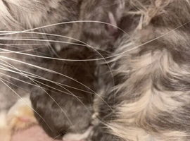 Ragcoon kittens