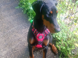 Doberman