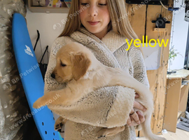 GOLDEN RETRIEVER PUPPIES (KC registered)